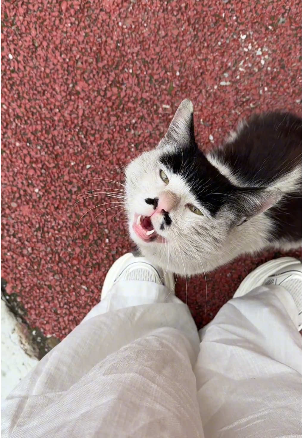 Does he look like your boyfriend?#cutecat #pet #kucing #kitty 