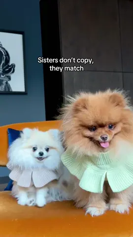If trouble had cute sisters💅🐾 #dogsoftiktok #cutedogs #doglovers #pomeranian