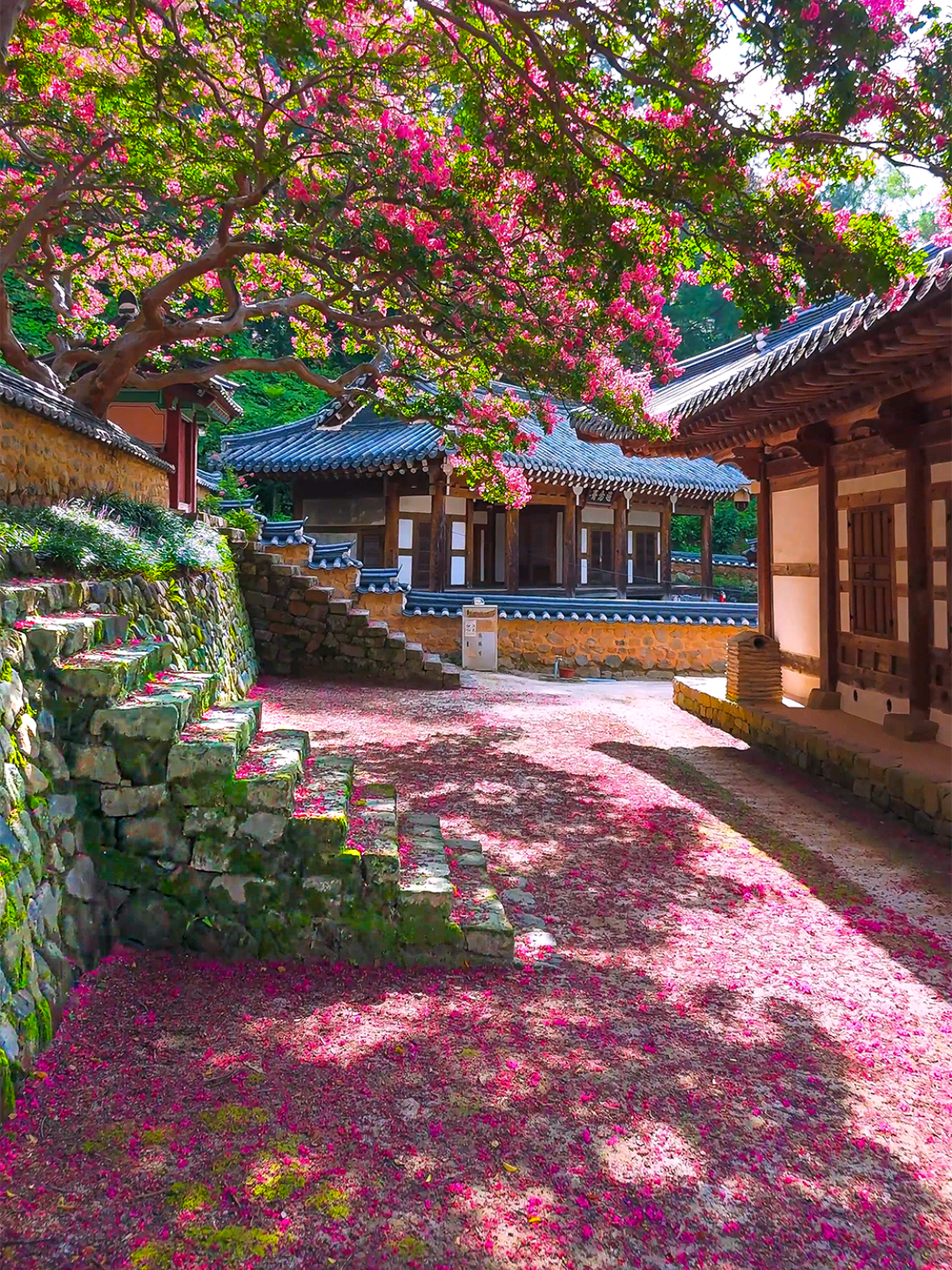 🌸 숨은 배롱꽃 명소 🌸 🚩경북 고령군 쌍림면 칠등길 138 📷 24년 7월 25일 촬영 #김면장군유적지 #김면장군 #고령배롱나무 #배롱꽃명소 #배롱나무명소           