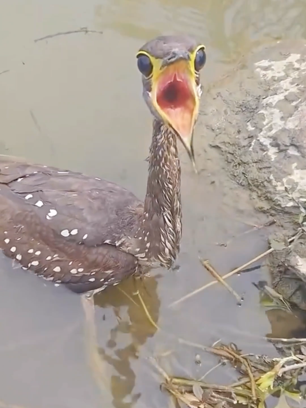 Wonderful sounds of nature #nature #animals #animalsworld #amazon #wildlife #foryoupage #fyp 
