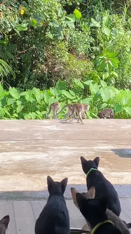 Penyerangan dari tetangga sebelah 🤣