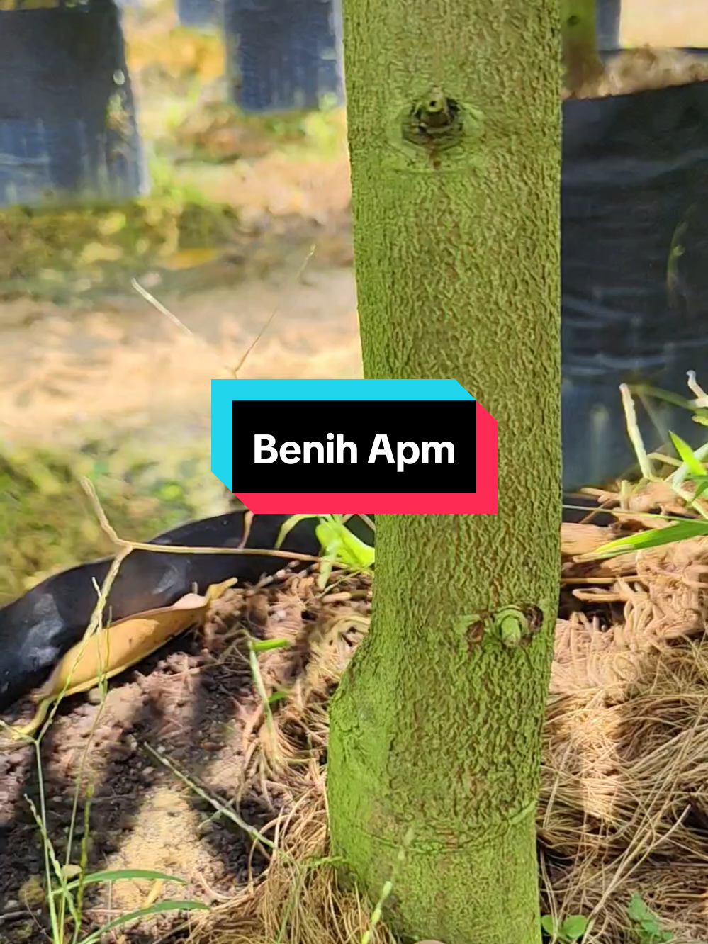 Benih Apm Duri Hitam #durihitam #benihdurian #kebun #foryou 