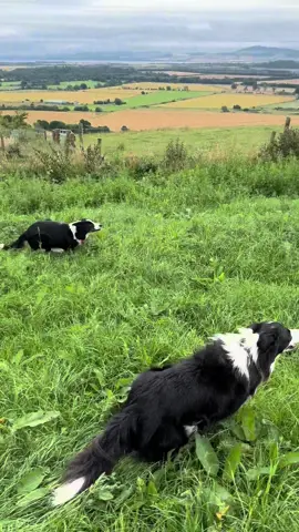 #dog #dogsoftiktok #bordercollie #tik_tok #fyp #foruyou #videoviral #foryoupage❤️❤️ #tiktokviral #viralvideos #amazing #foryou 