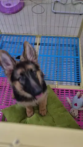 #เยอรมัน#หมาฉลาด German Shepherd ( GSD ) Chiang Mai fram Chom Thong เยอรมันเชพเพิร์ด ฟาร์มเชียงใหม่อำเภอจอมทอง#เปิดการมองเห็นtiktok✅🙏 