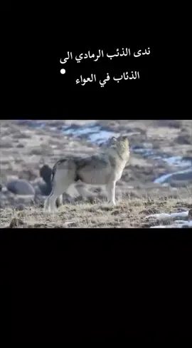 #ندى الذئب الرمادي الى الذئاب في العواء #