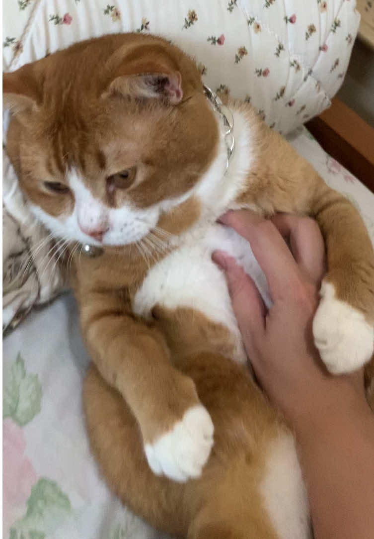 Ini kh isi hati mbuy #kitten #kitty #cat #catslovers #catsoftiktok #cats #catlover #kucingtiktok #kucing #anabul #fyp #kucingoren