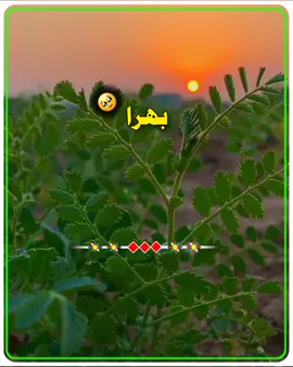 شالا کہیں دے بھرا نہ نکھڑن #flypviralシ #viral_video #saraiki__status #سنگت_ویڈیو_وائرل_کریسو_آپ_ہیں🥀🌼🙈✨🎇 #سنگت_ویڈیو_وائرل_کریسو_آپ_ہیں🥀🌼🙈✨🎇 #سنگت_ویڈیو_وائرل_کریسو_آپ_ہیں🥀🌼🙈✨🎇 #سنگت_ویڈیو_وائرل_کریسو_آپ_ہیں🥀🌼🙈✨🎇 #سنگت_ویڈیو_وائرل_کریسو_آپ_ہیں🥀🌼🙈✨🎇 