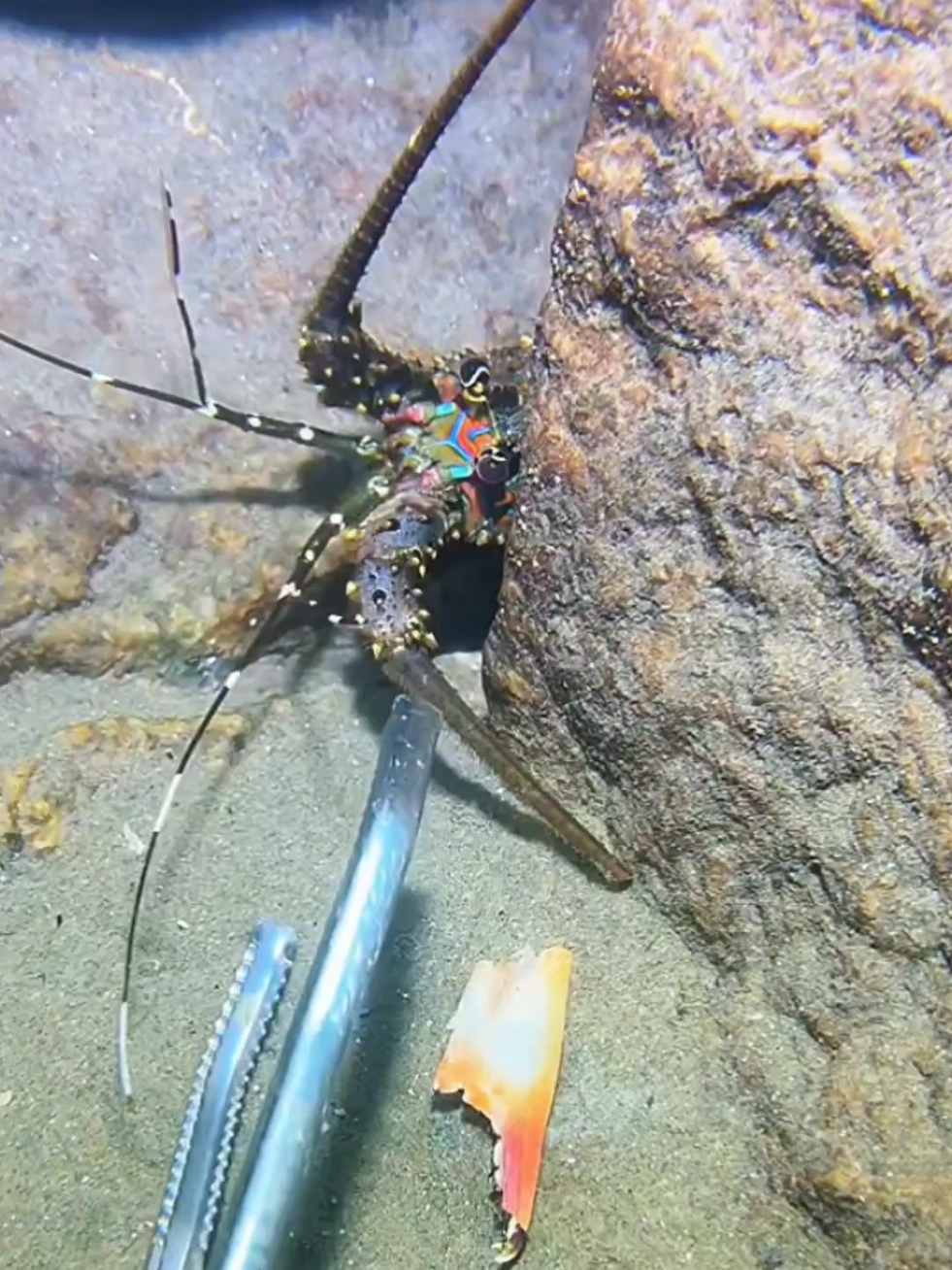 #diving #crab #catchthesea #seaside #seafood #fish #eel #lobster #seangsolofishing