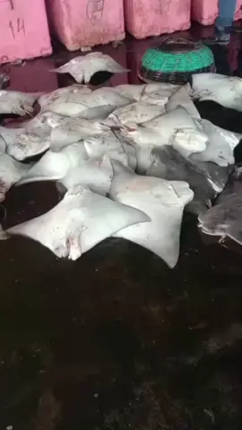 tau kan ikan apa #pelautaceh #pejuangrupiah #rezeki #lampulobandaaceh #viralvideo #fyp #fy #viraltiktok #fypdonggggggg 