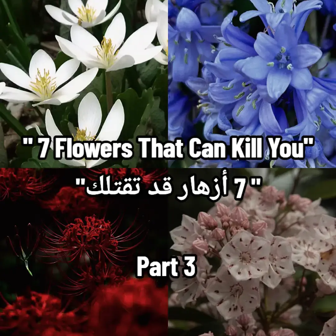 #fyp #foryoupage #viral #flower #flowers  #plants #spiderlily #baneberry #bloodroot  #bluebell #cerberaodollam #parsely  #الجذر_الدموي #زهرة_العنكبوت_الحمراء #ورود #زهور  #وردة #نباتات 