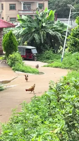 Lạy thần, vừa thấy 🐔 là dí liền 😂 Ngao Thiên Khuyển: Bỏ nha mậy Thiên Bồng Nguyên Soái: Dạ anh, lần sau em dám nữa  🤣🤣🤣#chó #khoanhkhacdangyeu #đángyêu #cute #dethuong #petcute #gà #heo 