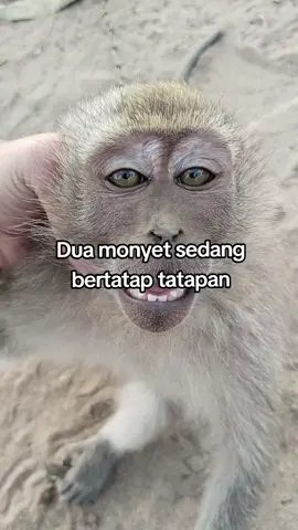 monyet kecil #fypシ゚viral #semuaorang #masukberanda #monyet #monyetlucu 