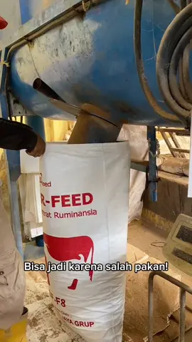 Konsentrat premuim dengan nutrisi yang sangat tinggi #fyp #CapCut #peternakmuda #sobatngaretnusantara🔥🔥🔥 #konsentratlampung #peternakmudaindonesia #peternakkambing #sobatngaret 