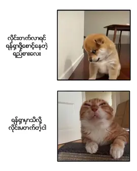 #စတာပါဂျာ👀  #foryou #foryoupage #fypviralシ  #foryou #foryoupage #fypviralシ  #foryouu #foryoupage #fypviralシ  #ဟီးးး🙊🙊🙈🙈 #100k #ဟီးဟီး 