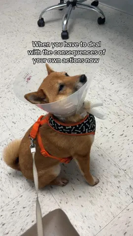 Cone head #shiba #shibainu #doge #dog #funny 