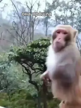 #monkeys #monkey #рекомендации #реки #популярный #обезьяны #манки #манки 
