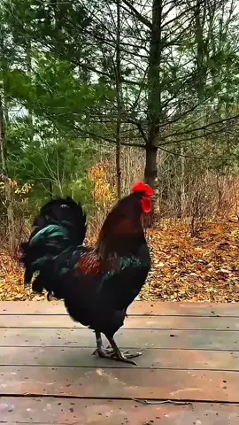 #duet with @Rooster Calling Name #chicken 