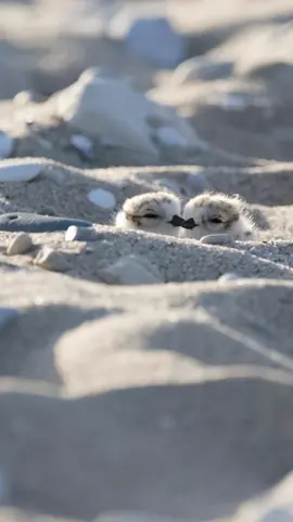 Two Piping Plover chicks snuggling into each other. Maybe the cutest thing I’ve ever seen in real life.  It was a very windy day but I kept the original audio for the little peeps. 🐦
