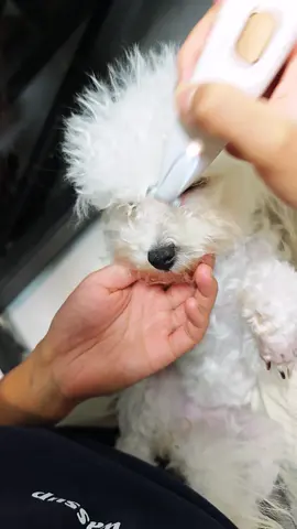 Pet Hair Trimmer set,I love it 😍 #dog #mydog #dogtools #doglover #dogprotection #PetsOfTikTok #hair #trimmer #pet #puppy #grooming 