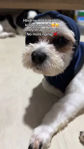 dahil nga tag ulan gamit na gamit na naman ang body wrap for dogs na to. Nung new year nagamit din namin sya dahil sa lakas ng mga paputok samin. Kahit medyo mahal sulit naman at high quality ung material. #bodywrapfordogs #bodywrap #earmufffordogs 
