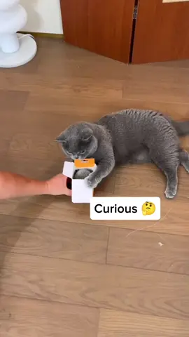 Flapping cat bird toy Link in bio ✅ #catcare #cataccessories #newbiecatowner #catsoftiktok #catraising #britishshorthair #catlover 