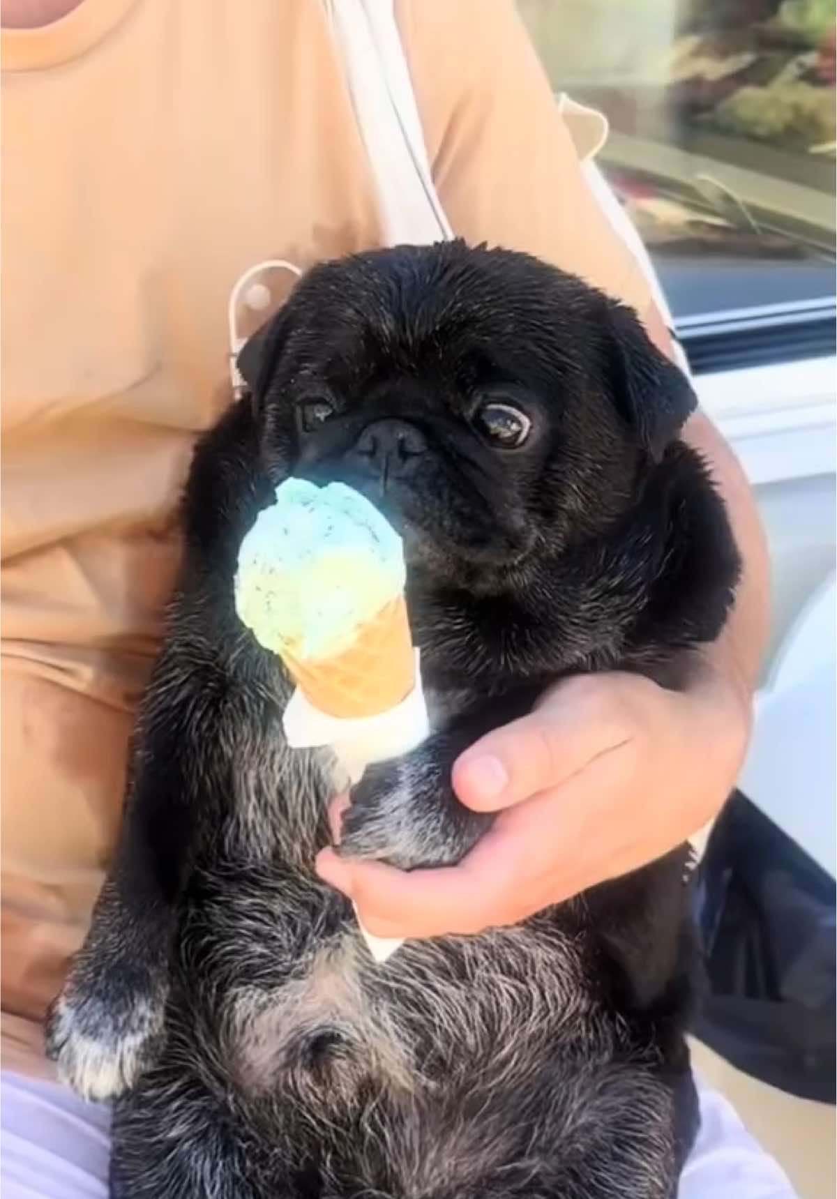 Follow Kuma's pug-perfect day in Biarritz, France! . Biarritz has this laid-back San Diego surf town vibe and it's sometimes called the 