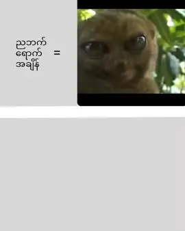 နေ့နဲ့ညနဲ့မှားနေတာ🤧#ဇီးကွက်လေး🤧 #fypシ゚viral #fyppppppppppppppppppppppp #fyppppppppppppppppppppppp #fyppppppppppppppppppppppp #fyppppppppppppppppppppppp #fypシ゚viral #likeမရရင်ပြန်ဖျက်မယ်🙂👍 #myanmartiktok🇲🇲🇲🇲 #ဒါမျိုးကျတော့fypမရောက်ဘူးလား🥺 #FYP #