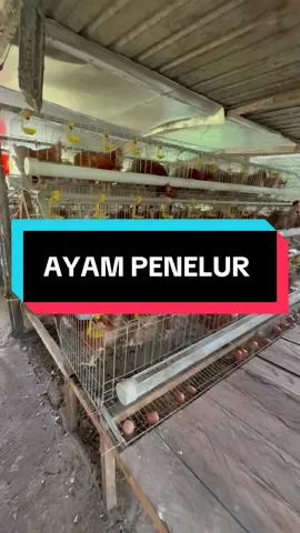 Telu dua hari enda digumpul…. #perternakanayampertelur #ayampenelurlohmanbrown #ayampenelurmalaysia #sangkarayampenelur #isabrown #hobimenternakayampenelur #follow #share #comment #like #support_me #fypシ゚ #fyppppppppppppppppppppppp @chipo 