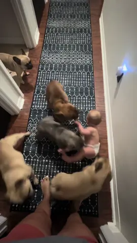 Just a boy and his 5 frenchies 🤪