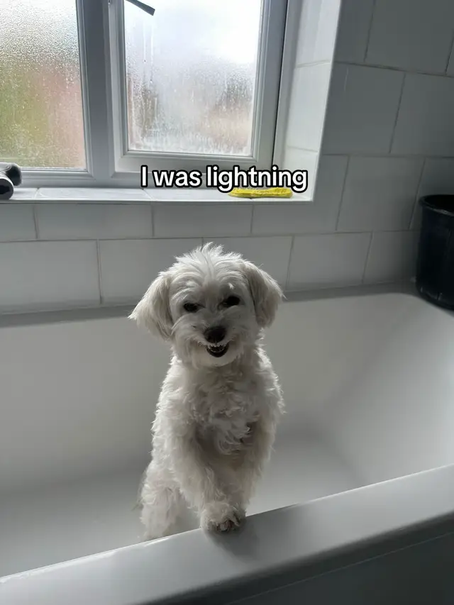 Cute little rat after the thunder🤣 #fyp #dogsoftiktok #foryou #maltichon #toy #cutedog #funnyanimals 