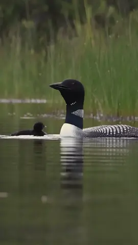 Common loons calling #loon #commonloon #birds #wildlifephotography #nature #naturesounds 