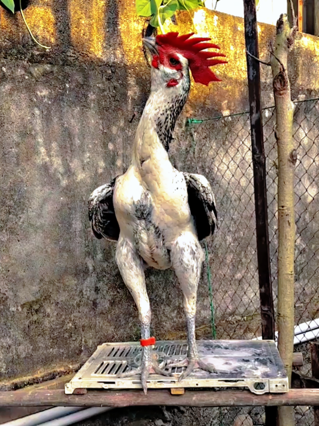 HANOMAN'S 🐓 😎 #followme #newaccount 🙏🤝 #bulbirambongan #rambonganfarm #farm #ayampama #pamaiq #hanoman #bulbi  #ayamputih #saenkhon #bulbi #ayamberewok #jenggerayam jengger#wilah #berewok #pamaninja #pamangon #pama  #goldenblack #pamabulbi #bulbibatik #bulubiang #jago #ayamhias #jantan #rooster  #thailand #kata #katakata #jenggerayam #katabijak #blackbull #koleksi #unik #ayamhias #ayamhiasindonesia #peternakmuda #katakatamotivasi #ayamviral #fyp #foryou #tranding #motivation #reels #indonesia 