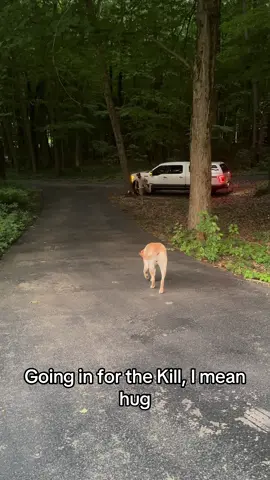 Can’t stop, won’t stop 😉 #fyp #stalking #funnydogs #dogsoftiktok 