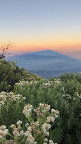 pesona edelweis ciremai🙌🏻 #ciremai3078mdpl #ciremai #ciremaiviasadarehe #edelweiss #foryou #ciremaiviaapuy 