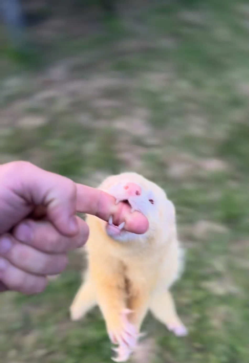 Funny weasel #weasel #stoat #funny 