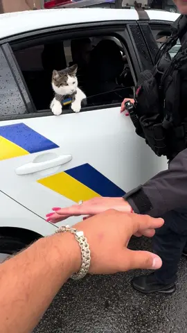 Свободу Шайбі !!! OMG . Release the cat !!! 