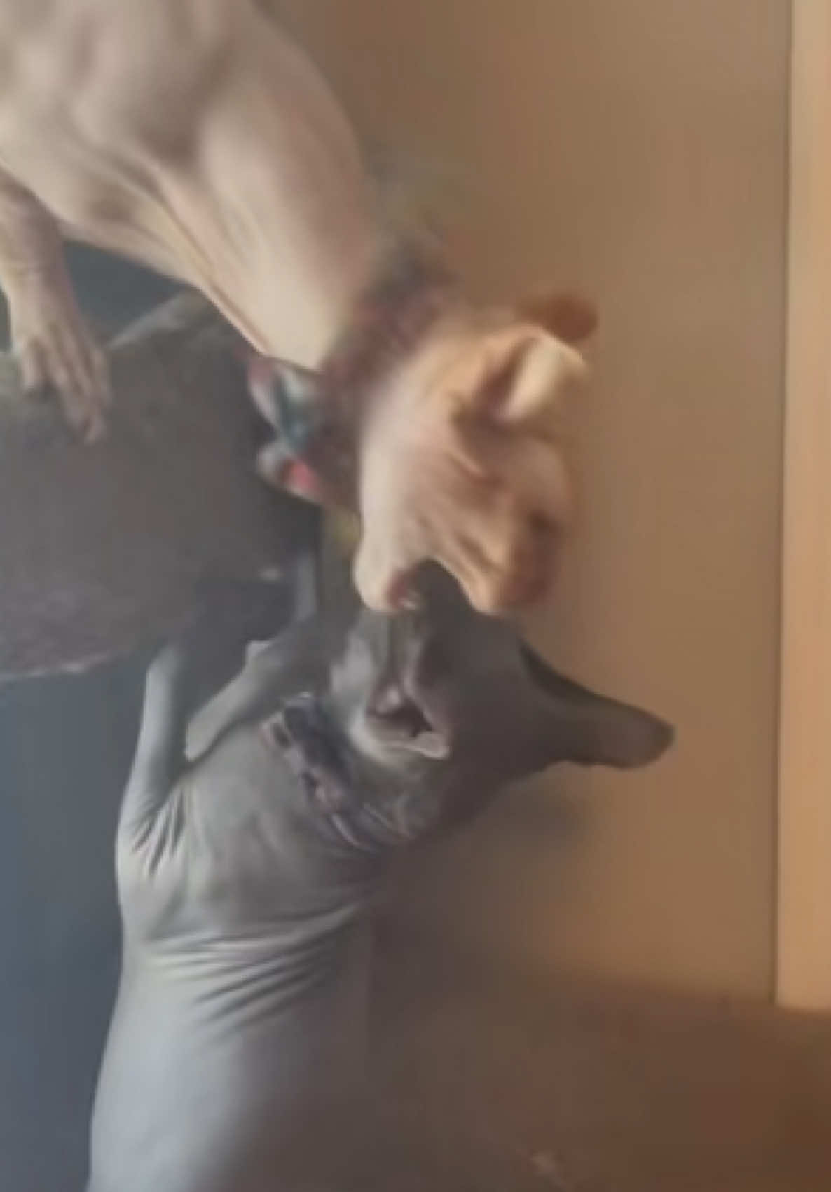 Mister Crinkles was just an innocent bystander…..  Clarice obviously had probable cause. 👹 #clarice #mistercrinkles #sphynxcat #cats #cat 