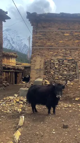 Ringmo village Phoksundo #rigmo #travel #phoksundo #fyp #fypシ゚ #fypシ゚viral🖤tiktok #fypツ 