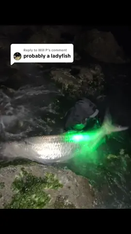 Replying to @Will P Never underestimate the King! 👑 #tarpon #tarponfishing #vanstaal #NLBN #surfcasting #fishing #fishtok #fishingtiktoks #bigfish #foryou #fypシ 