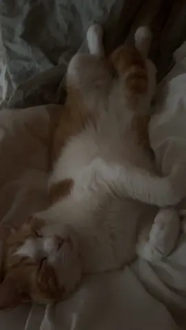 Ollie appreciation post 🐈🐈🐱🐱🐅🐅 #cat #meow 