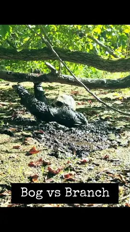 Saved by the tree, or claimed by the bog? 💀⚠️🌳(The struggle was part of an act, and the dive was under control) #BogJumping #BogGhoul #Bog #Quicksand #Mud #Swamp #Survival #Challenge #Acting