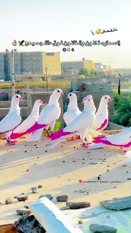 اثـبت وجودك من يا محافضه❤️‍🔥#سماوه_ولايتي #كول #ماشاء_الله #ارافل #لعيونكم #المحافظات 