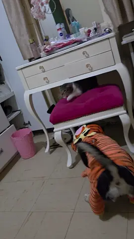 No pueden dejar de molestsrse 😮‍💨 #mascota #amorincondicional #travesuras 