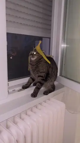 #ahlelele  #ahlelas #brainrot #shitpost #cat 