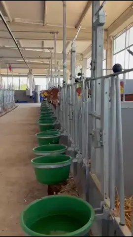 📍 40 Topcalf calf pens installed at HCM – designed for flexibility and efficiency. Our modular, ground-level system adapts seamlessly to any barn layout. 🔧 Thanks to the removable side wall, group housing can be arranged in minutes. ➕ Available in 100 or 120 cm widths and multiple lengths – built to fit your space. 🐮 Combined with Calfrail gates, fully compatible with Förster-Technik’s automated feeding system. #CalfHousing #DairyFarming #BarnInnovation #LivestockSolutions #CalfCare #SmartFarming #AgTech #AnimalWelfare #BarnDesign #FörsterTechnik #Topcalf #ModularPens #FarmEfficiency #GroupHousing #Automat