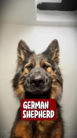 Discover German Shepherd 🥰 🐕 germanshepherd #fyp #dog #animals 