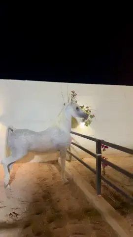 #خيل_وخياله🐎 #fyp #foryou 