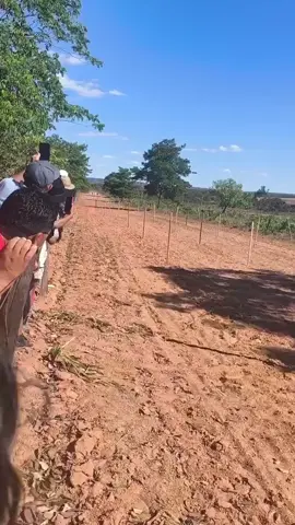 Corrida de prado é tranquila a tranquilidade do cavalo depois de uma cartela de Tadalafila. #corridadeprado  #vaqueiro  #vaquejadabrasil 