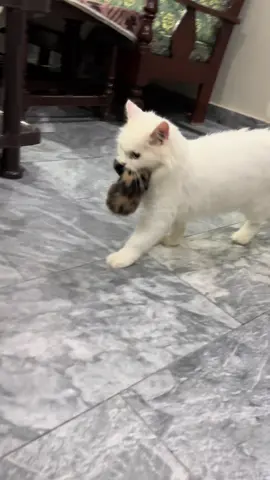 Possessive mother . Protective cat mother . Persion kittens for sale #foryoupage #mothercat #milk #persioncat #brownkitten 