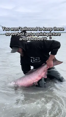 Thing almost pulled the net out of my hand. Wish I caught him on a rod and reel but it’s still cool to see a big king from the kenai! #fishing #fishtok #alaska #dipnetting #salmon #kenai #kenairiver #kingsalmon #sockeyesalmon #fyp #fypシ #fypシ゚viral #ak 